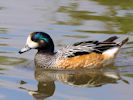 Chiloe Wigeon (WWT Slimbridge May 2013) - pic by Nigel Key